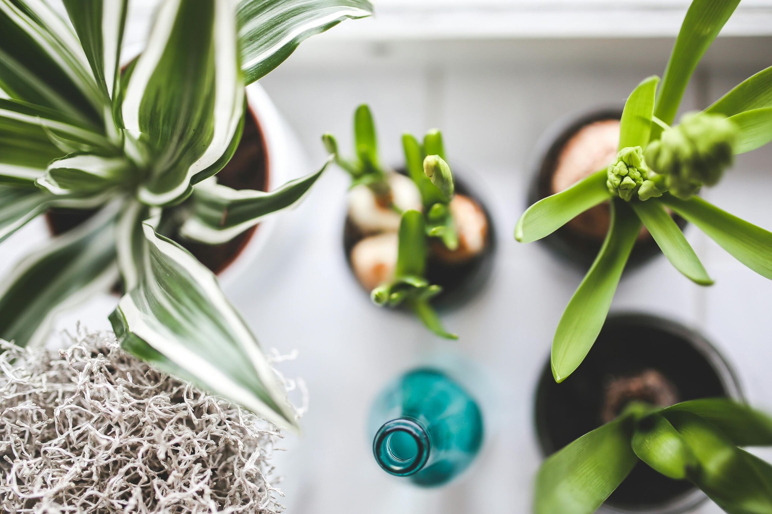 7 Low-Maintenance Plants For Condo Dwellers