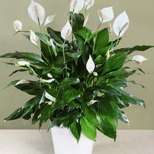 are peace lilies toxic to cats and dogs