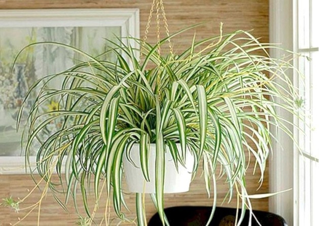 Best indoor plants for clean air philippines