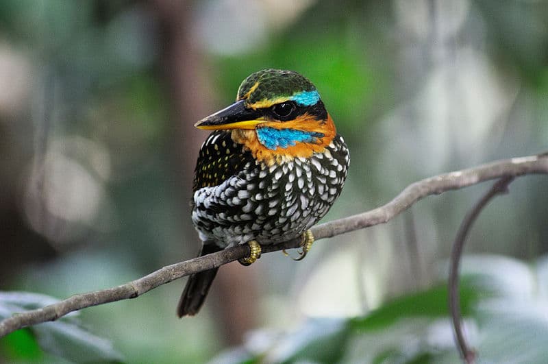 Bird watching at La Mesa Nature Reserve