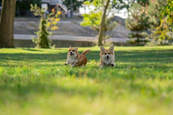 dog park in metro manila banner photo