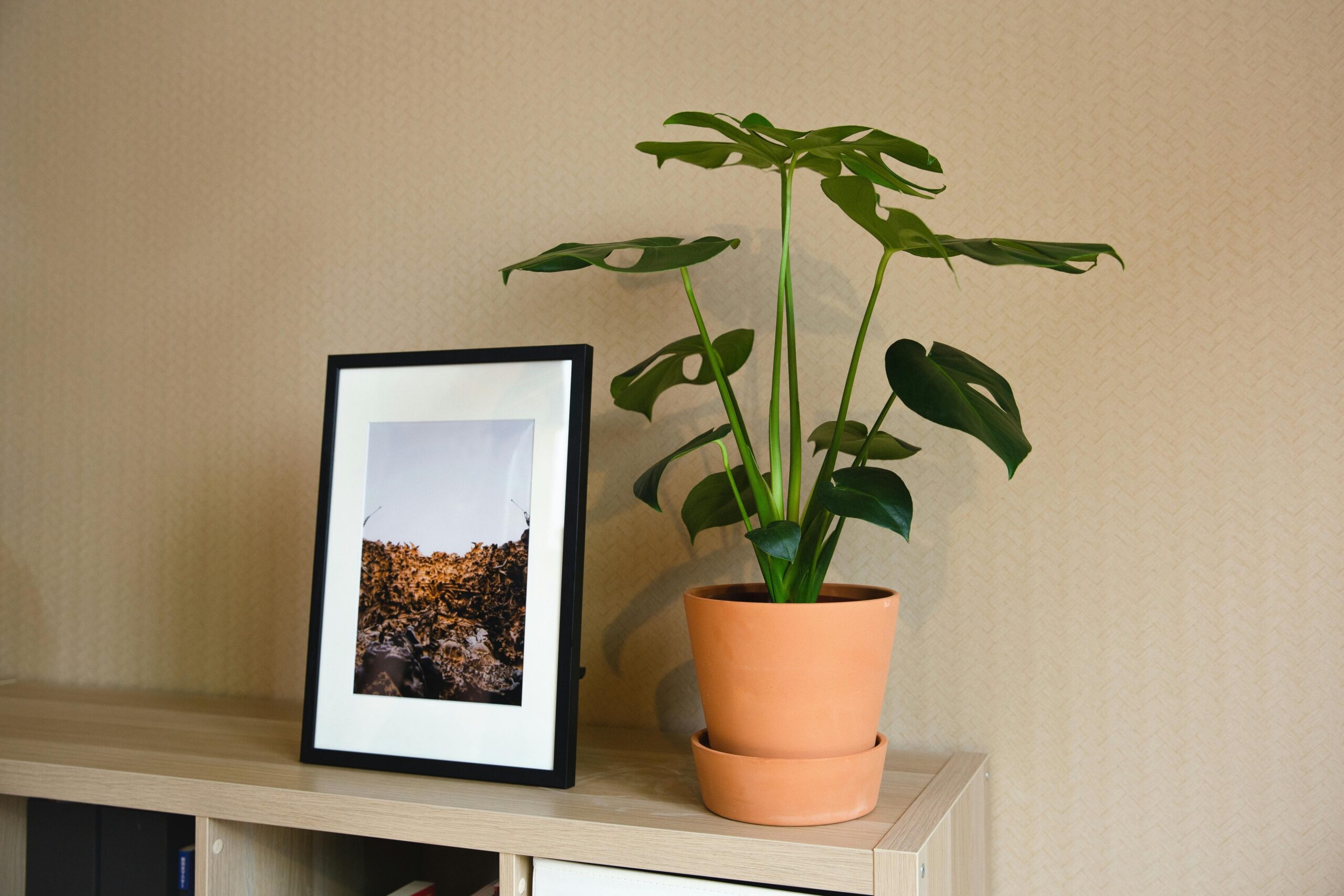 house plant