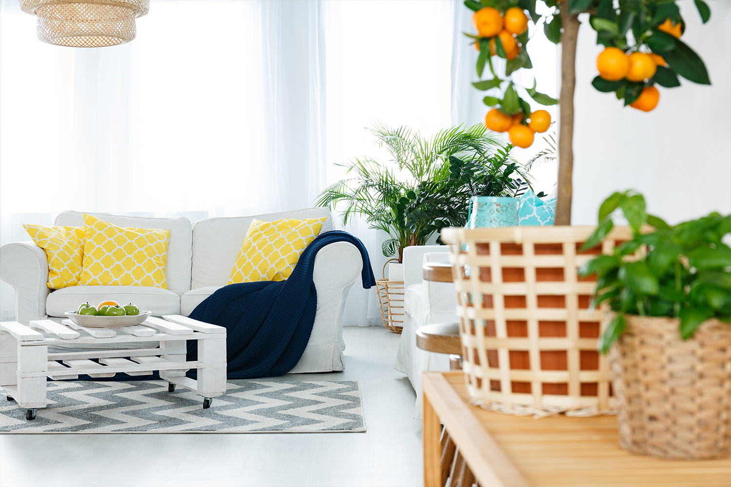 house plants in living room